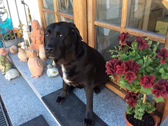 Hund