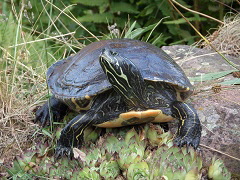 Schildkrte