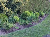 Adlerschwinge und Buchs