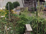 Bambus und Insektenhotel