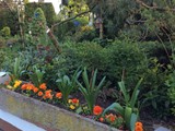 Blumen im Steintrog