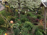 Buchs- und Formgehlze