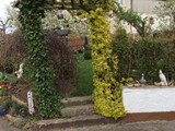 Efeu und Teufelszwirn