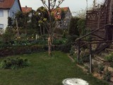 Goldulme mit Kugeln