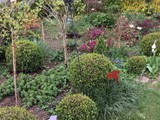 Heidelbeer und Rhododendren auf Stamm