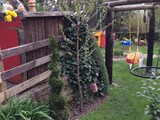 Kirschbaum am Spielplatz