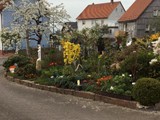 Kirschbaum und Fosytie in Blte