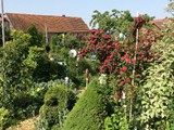 Magnolie Buchs und Zuckerhut