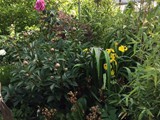 Pfingstrose und Lilien