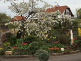 Skirsche in Blte
