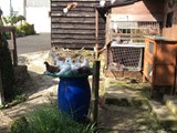 Tauben beim baden
