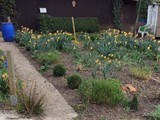 Tulpenblte