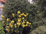 Wacholder weiblich